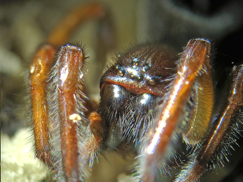 Amaurobius sp.